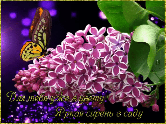 Для тебя яркая сирень