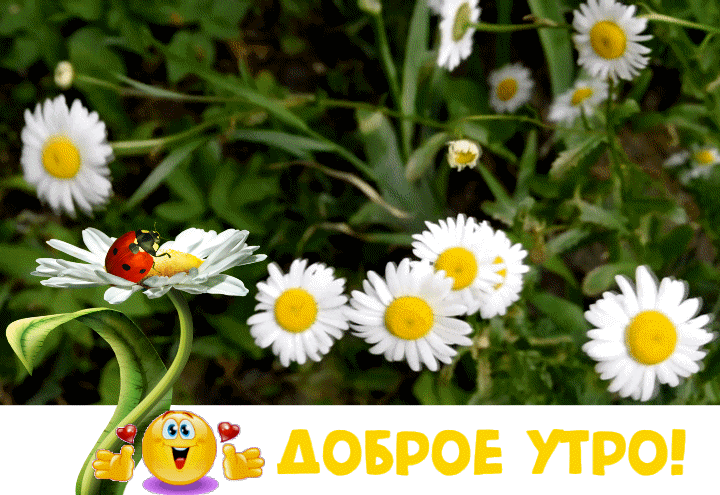 Доброе утро - эти ромашки для тебя