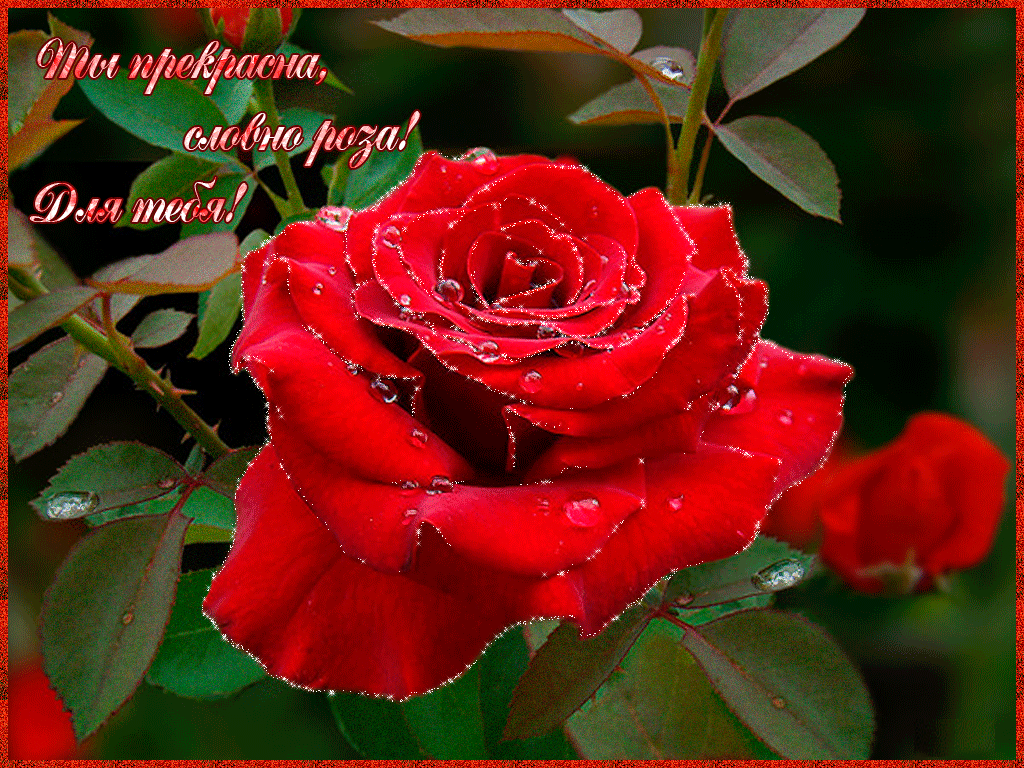 Ты прекрасна словно роза