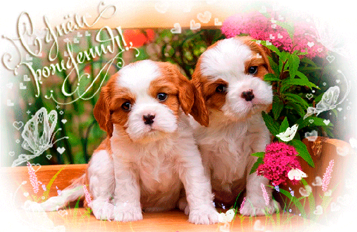 С днем рождения гиф