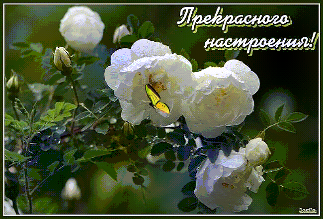 Прекрасного настроения!