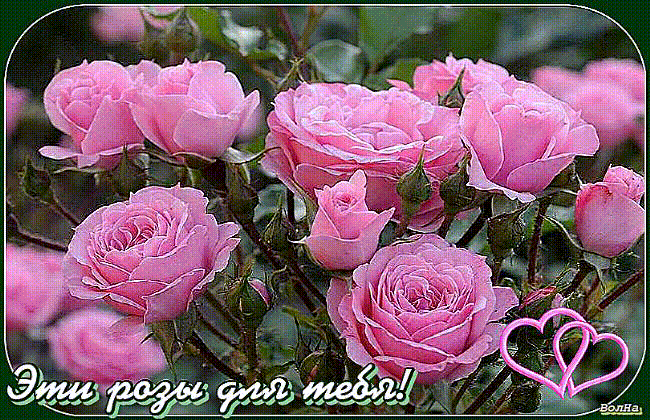 Эти розы для тебя!