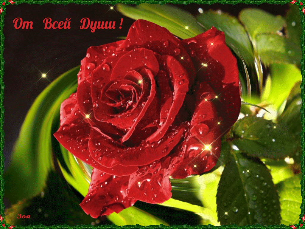 От всей души розы для тебя любимая