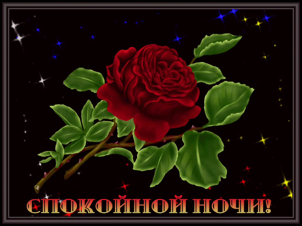 Спокойной ночи эта роза для тебя