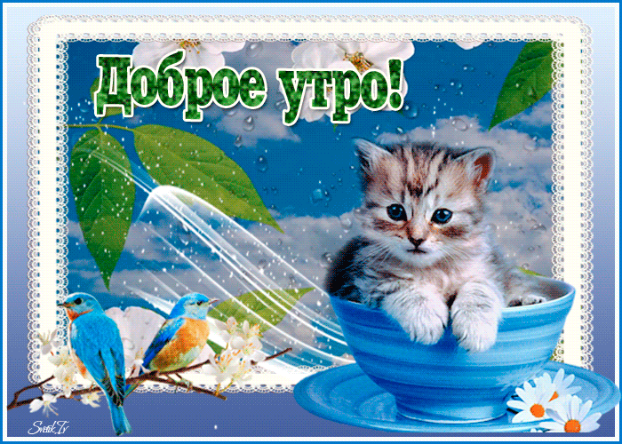 Доброе утро гиф открытка с котиком