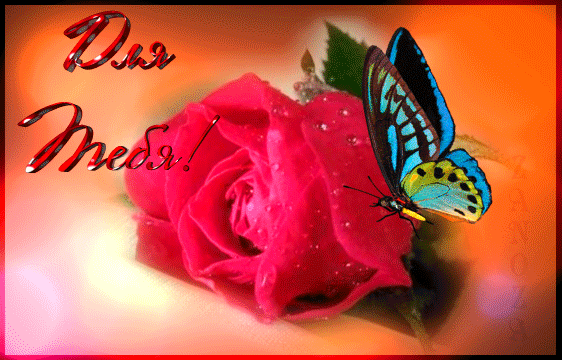 Для тебя прекрасная роза