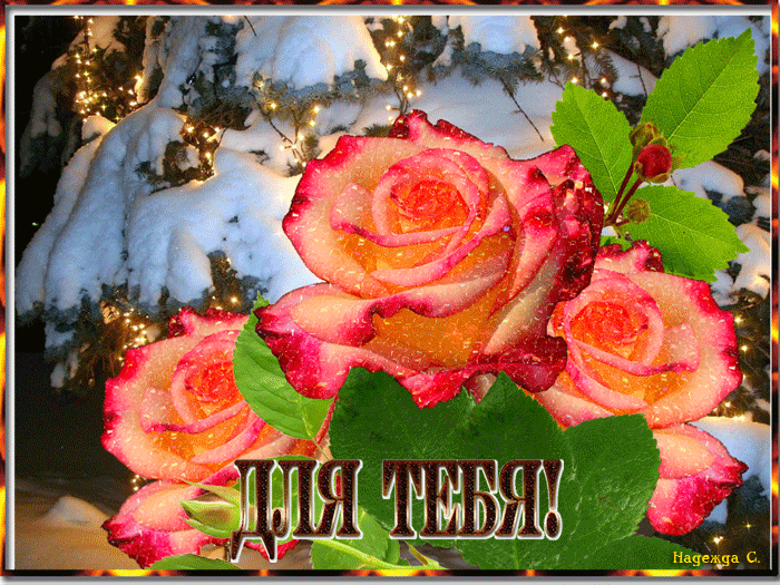 Для тебя роза дорогая моя
