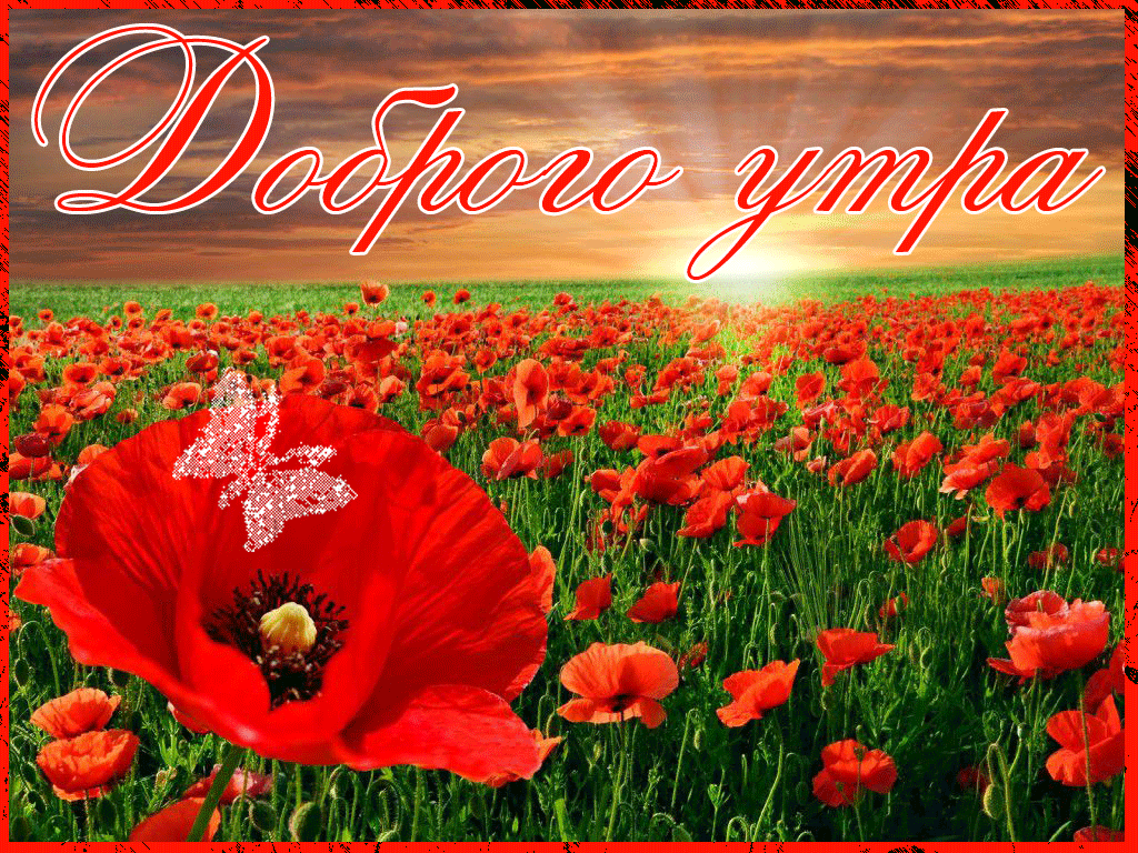 Открытка маковое утро