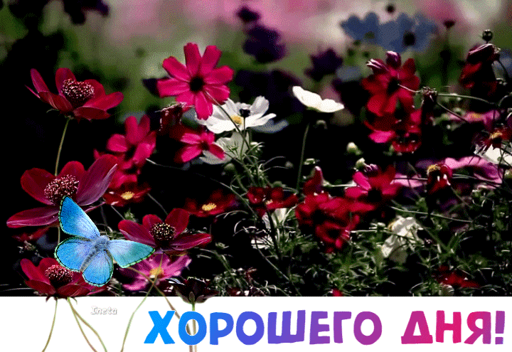 Картинка с милым пожеланием доброго дня