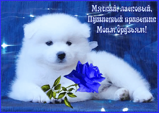 Моим друзьям мягкий приветик