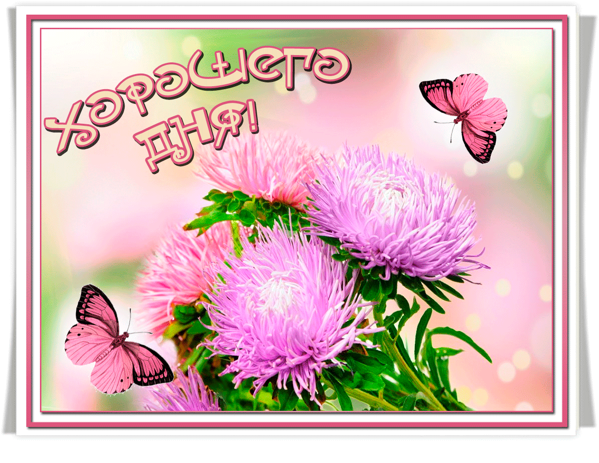 Астры для тебя, хорошего дня