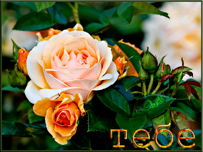 Это прекрасная роза для тебя