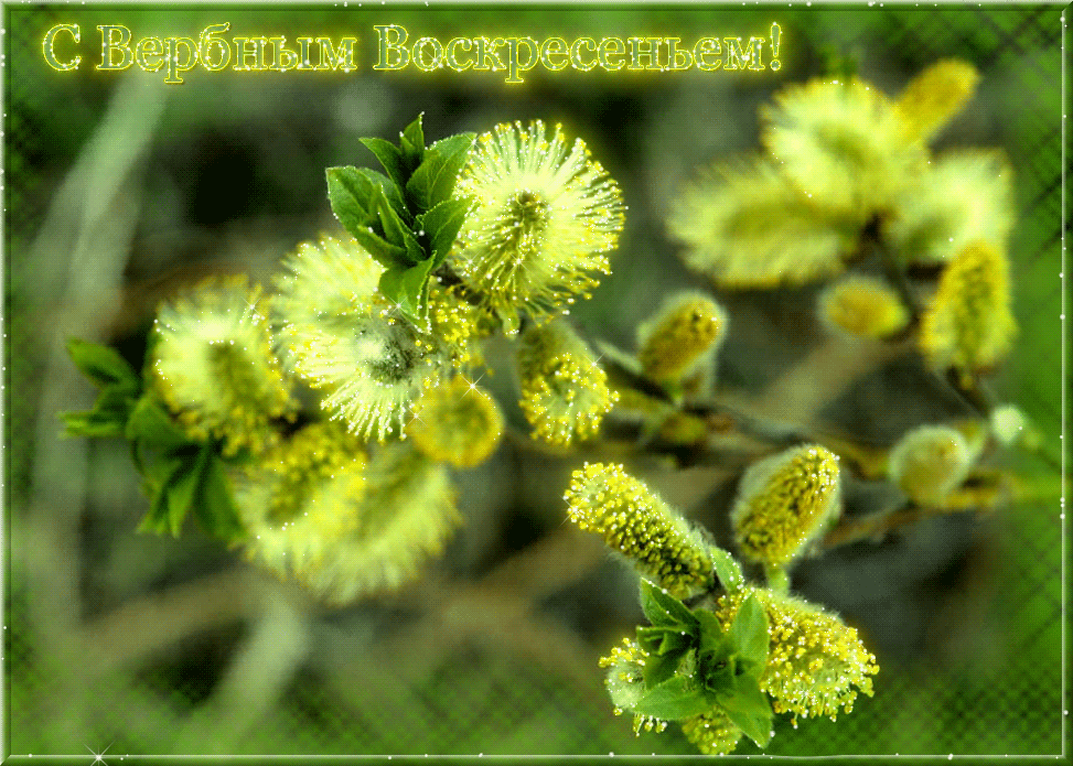 С Вербным Воскресеньем