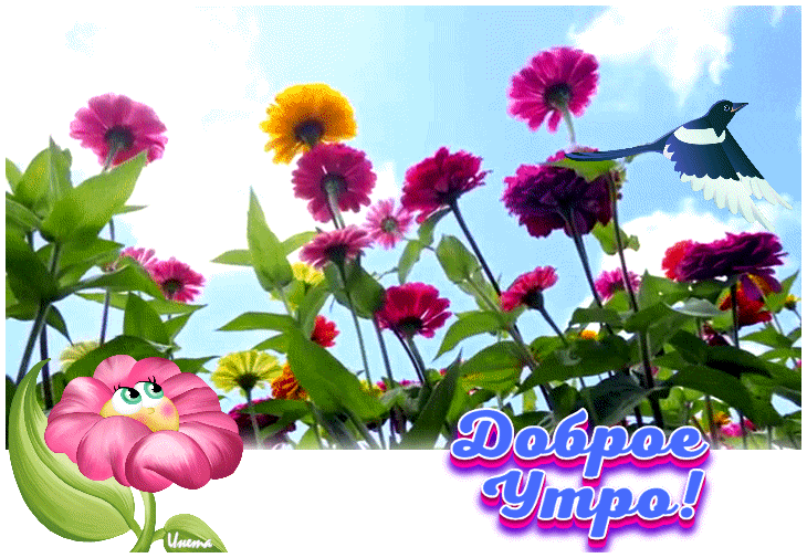 Доброе утро - эти цветы для тебя