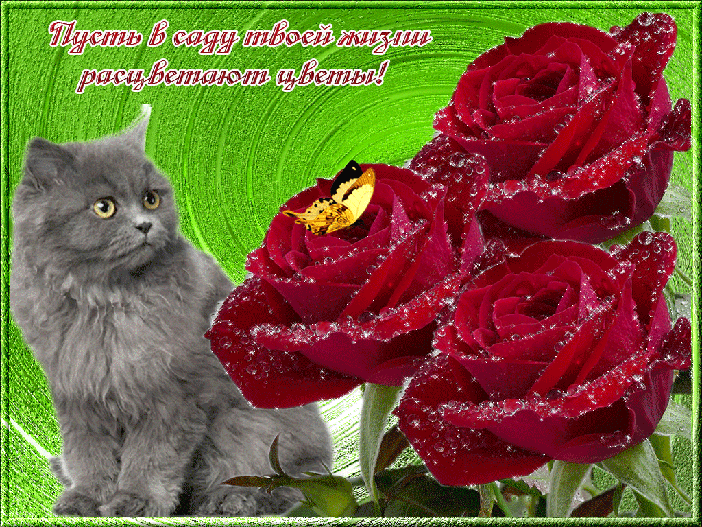 Прекрасные розы с кошечкой для тебя
